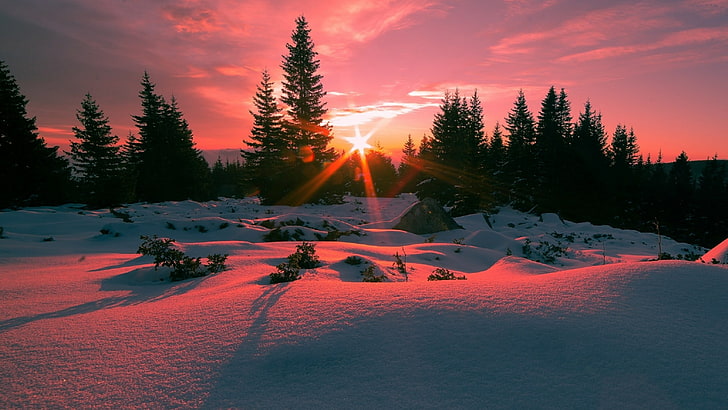 pine, pine forest, rays, sunray, red sky, tree, ice, landscape, HD wallpaper