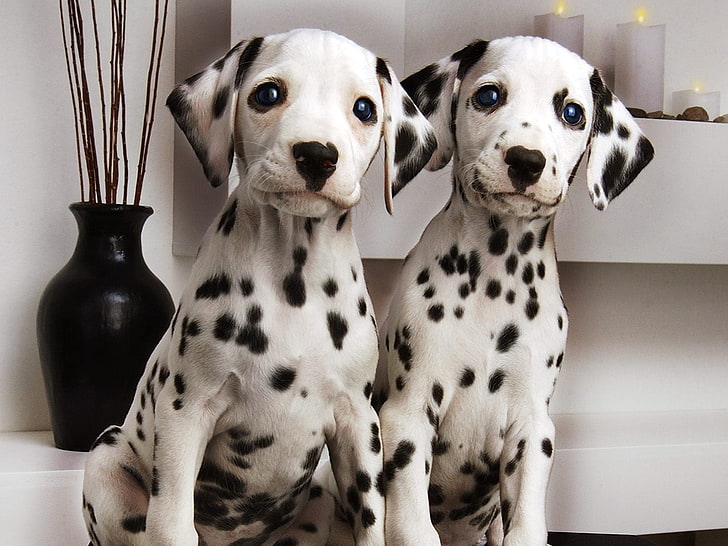 two Dalmatian puppies, dalmatians, couple, brindle, dog, pets, HD wallpaper