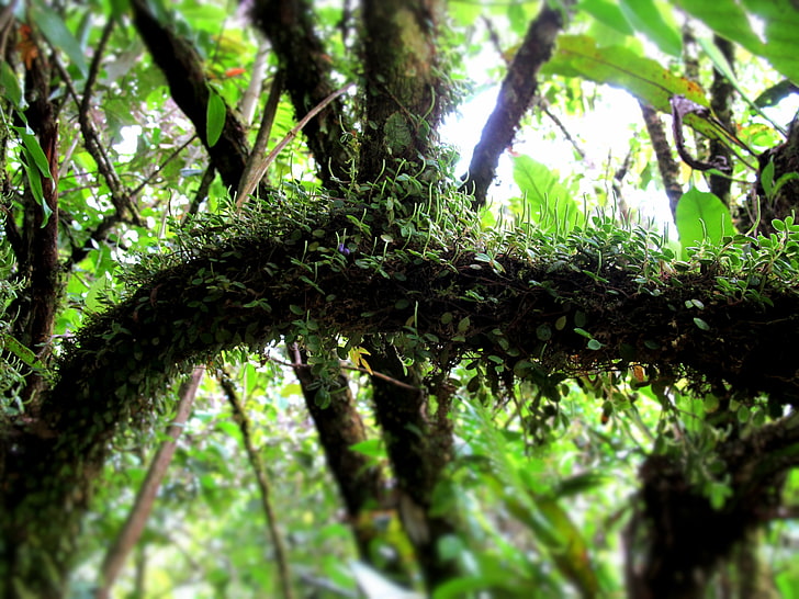 Costa Rica, landscape, tree, plant, growth, tree trunk, green color, HD wallpaper