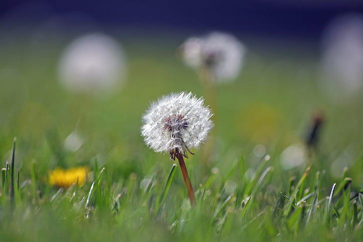soft focus photography of dandelion, Weeds, fuzzy, yard, bokeh