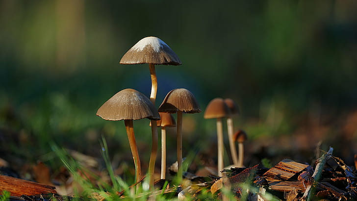 selective focus photography of seven mushrooms, panaeolus sphinctrinus, panaeolus sphinctrinus