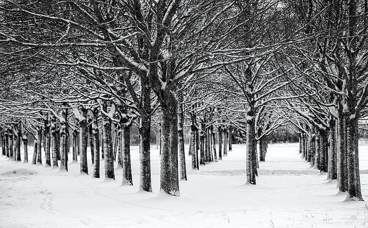 black trees covered by snow at daytime, uppsala, uppsala, Canon EF, HD wallpaper