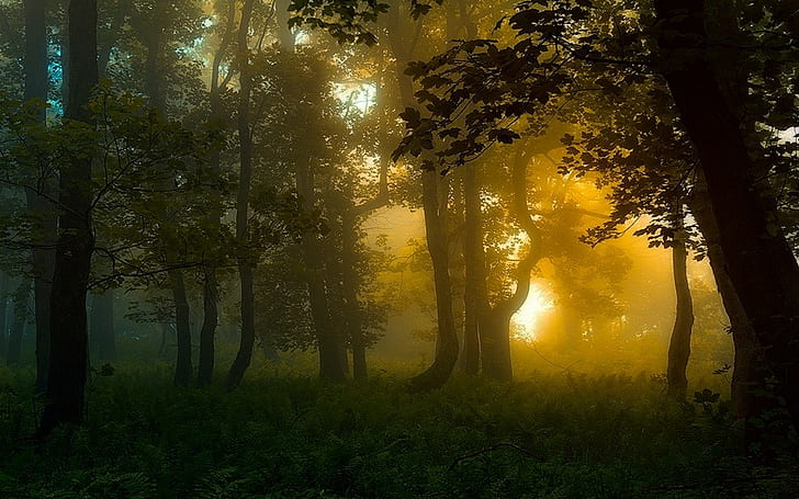 Nature, Forest, Carpathians, Sunrise, Landscape, Mist, Trees, Shrubs, Sunlight, Atmosphere, HD wallpaper