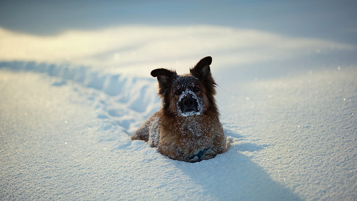 medium long-coated tan dog, closeup photography of brown and tan dog lying on the snowy field