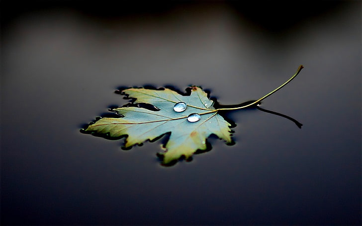 green leaf, green maple leaf, water drops, leaves, macro, photography