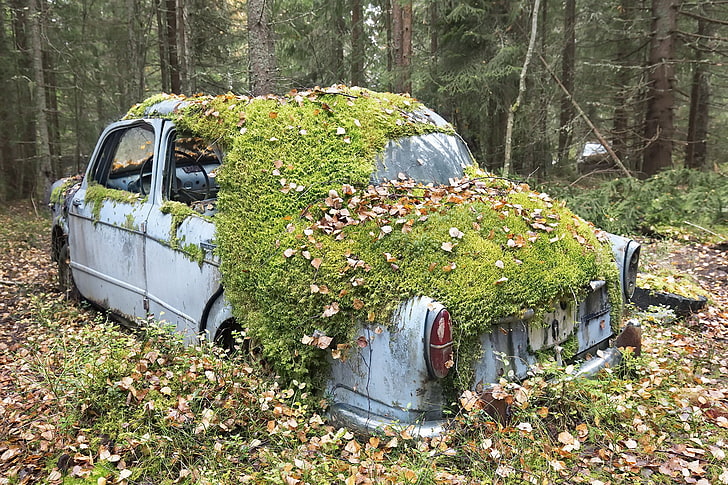 car, vehicle, wreck, fallen leaves, abandoned, plant, tree