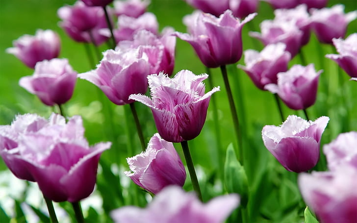 Purple tulips, flowers, petals, spring, purple petaled flower field, HD wallpaper