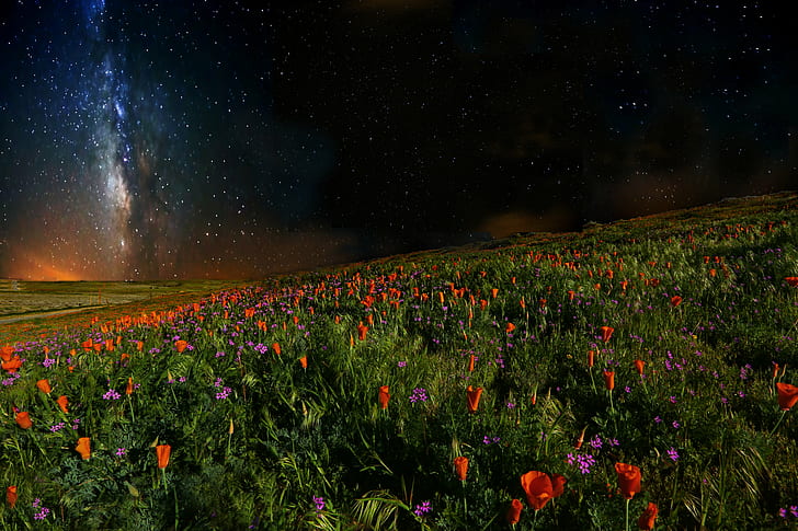 wide flower filed during starry night time, Poppy, Poppies, Reserve, HD wallpaper