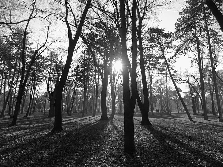 monochrome, park, nature, Serbia, tree, plant, tranquility, HD wallpaper
