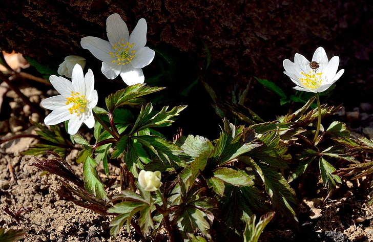 white Hepatica flowers, anemone, small, soil, nature, plant, petal