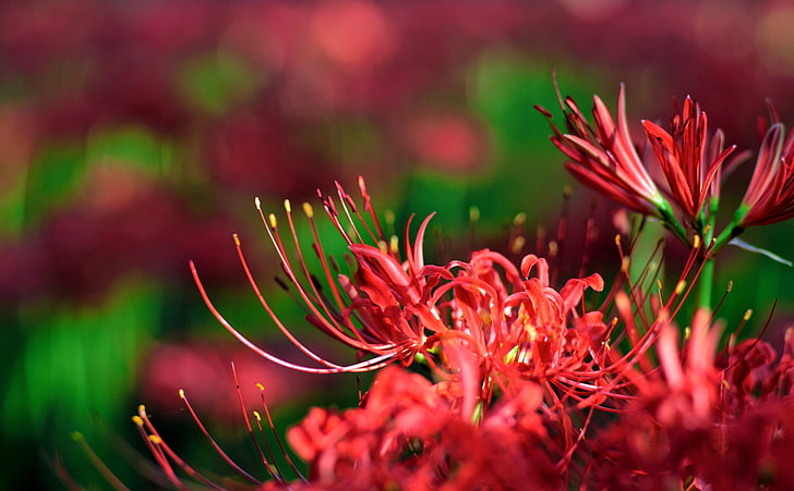 Red Spider Lily, Japan, Nature, Flowers, Outdoors, Blossom, canon, HD wallpaper