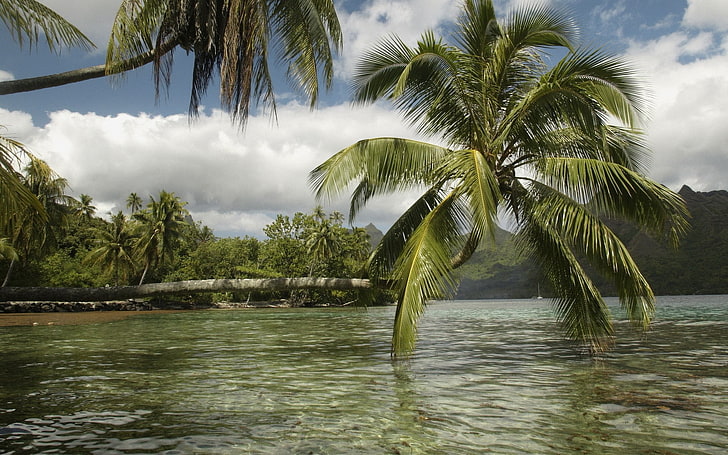 landscape, nature, palm trees, tropical, river, water, tropical climate, HD wallpaper