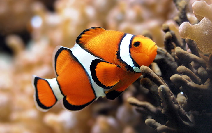 orange, white, and black clownfish, underwater, color, swim, sea, HD wallpaper