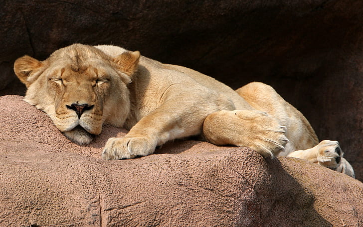 animals, lion, sleeping