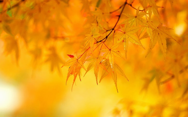brown maple leaf, autumn, leaves, tree, yellow, nature, forest, HD wallpaper