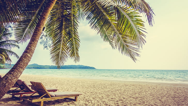 vacation, relaxing, palm, summer, sunlight, water, ocean, tree, HD wallpaper