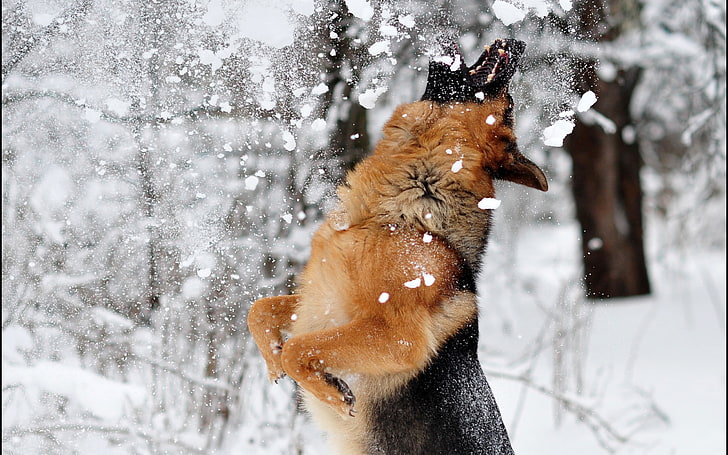 brown and black German shepherd, nature, dog, snow, animals, jumping
