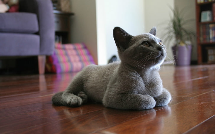 short-coated silver cat, Russian Blue, wooden surface, animals