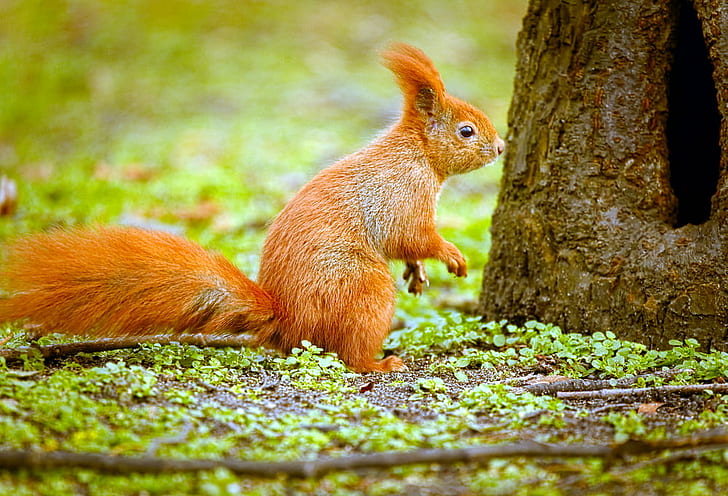 brown squirrel beside tree, hole, tree  squirrel, Eurasian red squirrel, HD wallpaper
