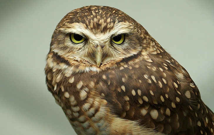 brown owl, face, predator, bird, eyes, feathers, bird of Prey, HD wallpaper