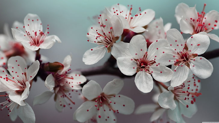 cherry blossom, details, flowers, flowering plant, freshness, HD wallpaper