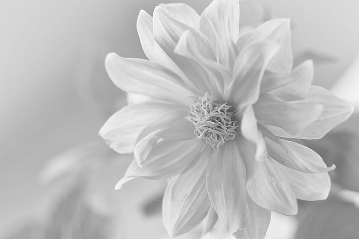 grayscale photography of a white flower, Canon EOS 5D Mark III, HD wallpaper