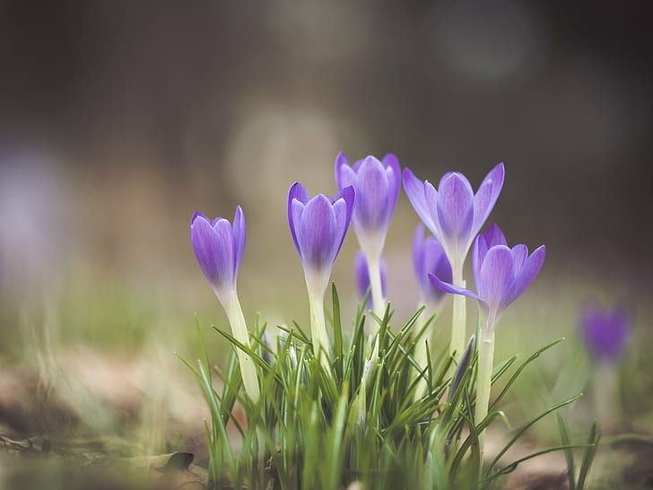 purple Crocus flower in bloom at daytime, Spring is here, for real, HD wallpaper