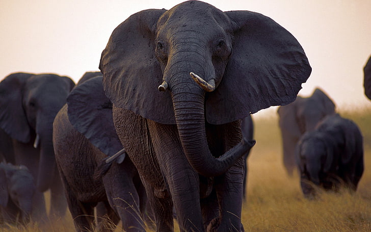 herd of elephant, nature, animals, wildlife, animal themes, mammal