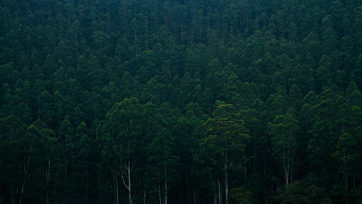 HD wallpaper: nature, trees, forest, dark, rainforest, India | Wallpaper  Flare