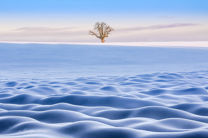 blue rippled sand, winter, snow, landscape, trees, beauty in nature, HD wallpaper