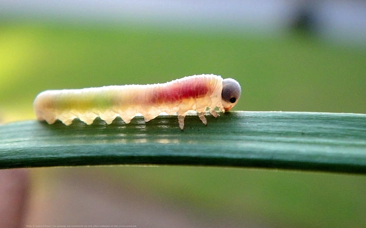 green and red worm, insect, caterpillar, close-up, animal, animal themes