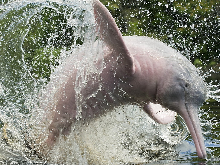 animals brazil dolphins splashes amazonas 1600x1200  Animals Dolphins HD Art, HD wallpaper