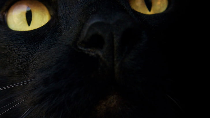 black cat, black cats, eyes, animals, one animal, mammal, animal body part, HD wallpaper