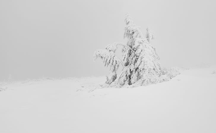 Winter White Snow Tree Aesthetic, Seasons, Nature, Landscape