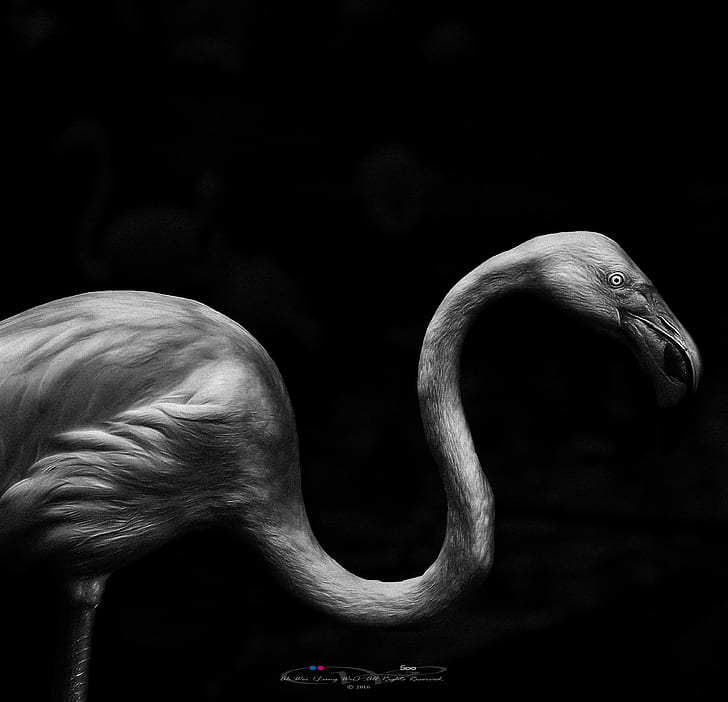 gray flamingo artwork, Phoenicopteridae, Greater Flamingo, Melaka, HD wallpaper