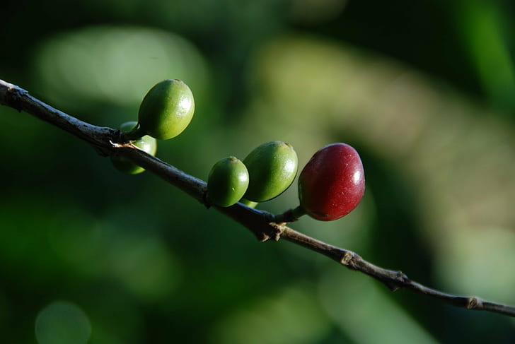 round green and red fruits, Coffee pods, Coorg, Rainforest, forest  retreat