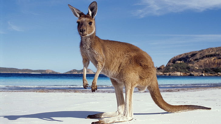 kangaroo, Marsupial, animal, animal themes, water, animal wildlife, HD wallpaper