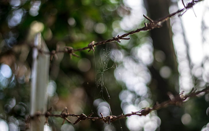 Barb Wire Spider Web Web Fence Bokeh Macro HD, nature, HD wallpaper