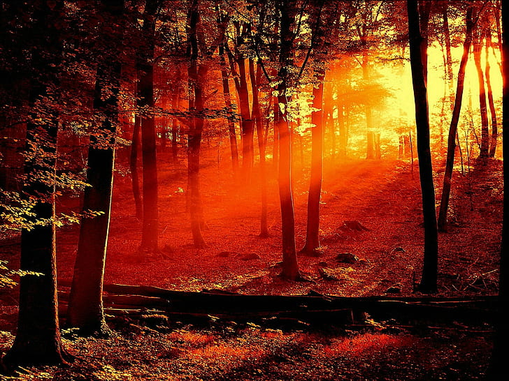 forest, trees, sunset, HD wallpaper