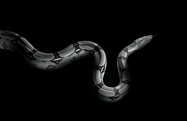 black python wallpaper