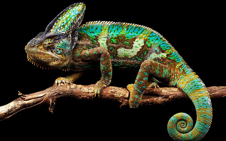 Chameleon background, chameleon nature, HD wallpaper