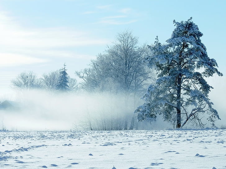 winter, cold temperature, snow, tree, plant, beauty in nature, HD wallpaper