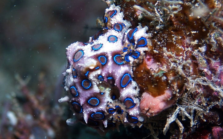 blue and red beaded accessory, underwater, sea, animals in the wild