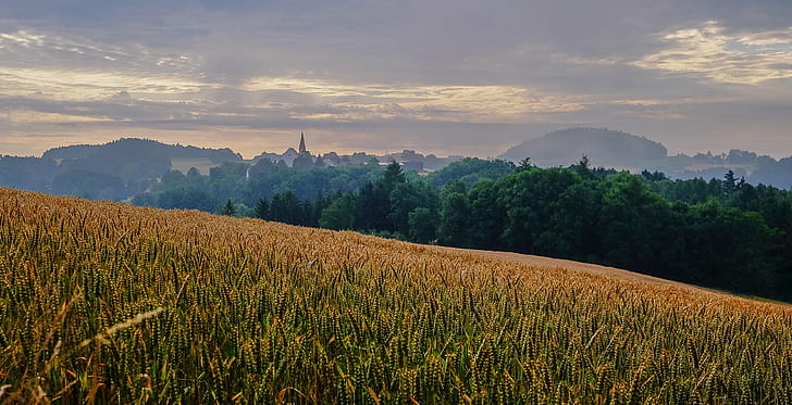 grain crop plants during sunset photography, Summer Breeze, Sommer, HD wallpaper