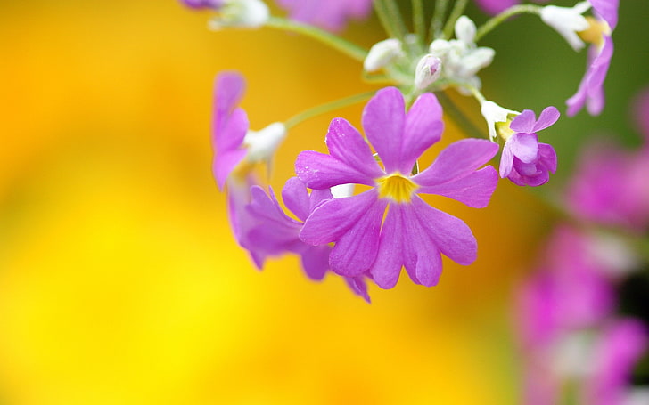 Purple primrose-Summer beautiful flowers wallpaper, purple petaled flower, HD wallpaper