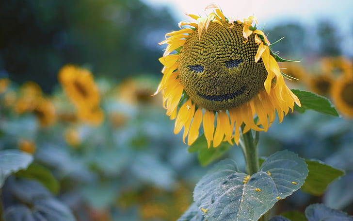 HD wallpaper yellow sunflower sun flower smilie smile joy environment   Wallpaper Flare