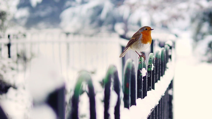 birds, snow, winter, cold, depth of field, robins, animals, HD wallpaper