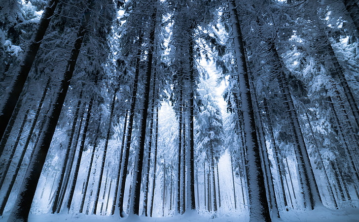 Deep Winter Forest, snow coated forest, Seasons, landscape, nature