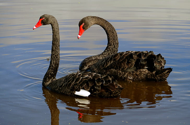 two black swans on river during day time, black swan, Cygnus atratus, HD wallpaper