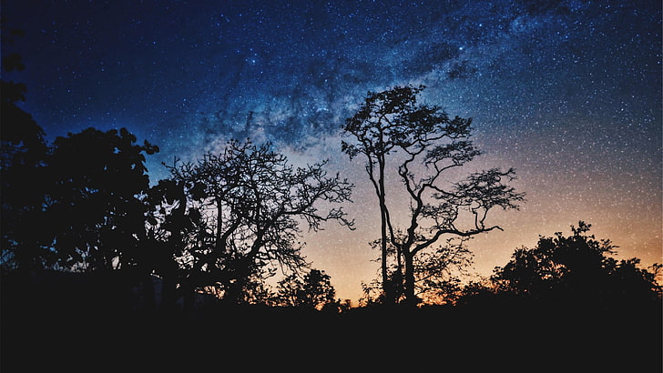 trees, nigth, stars, sky, milky way, starry, starry night, HD wallpaper